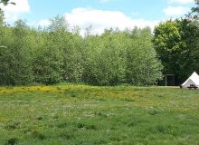ButterCupMeadow2