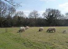 Norfolk-Shepherds-Hut-13