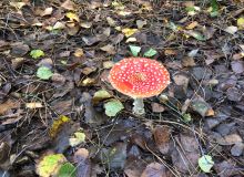 Top-Farm-Camping-and-Glamping-norfolk